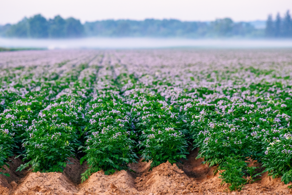 Illumina Innovations Shaping Crop Genomics Today, and Driving Tomorrow’s Breakthroughs