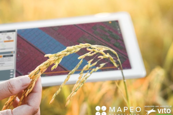 Faster breeding of climate resilient crops through large scale phenotyping data and predictive climate data