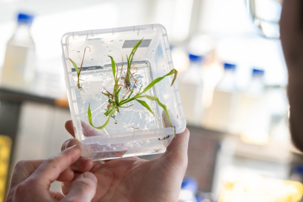 The VIB Crop Genome Engineering Facility gears up to support the adoption of NGTs