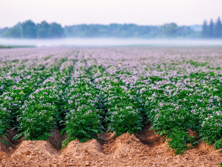 Illumina Innovations Shaping Crop Genomics Today, and Driving Tomorrow’s Breakthroughs