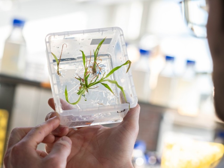 The VIB Crop Genome Engineering Facility gears up to support the adoption of NGTs