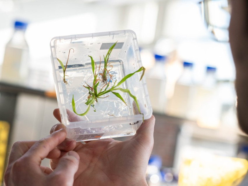The VIB Crop Genome Engineering Facility gears up to support the adoption of NGTs