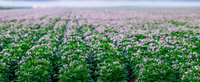 Illumina Innovations Shaping Crop Genomics Today, and Driving Tomorrow’s Breakthroughs