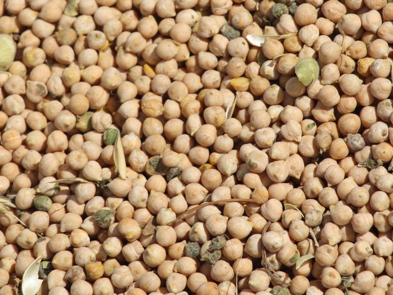 ILVO starts breeding CHICKPEA